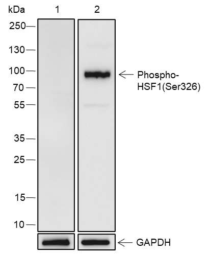 Anti-Phospho-HSF1 (Ser326) Rabbit pAb