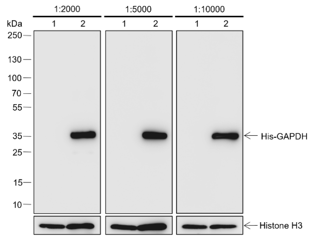 Anti-His-Tag Rabbit mAb