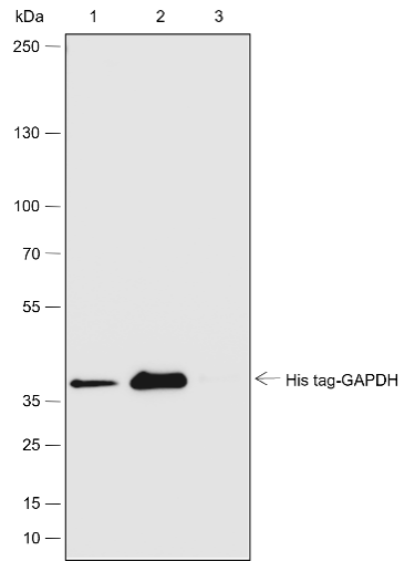 Anti-His-Tag Rabbit mAb