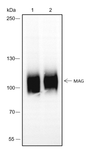 Anti-MAG Rabbit mAb
