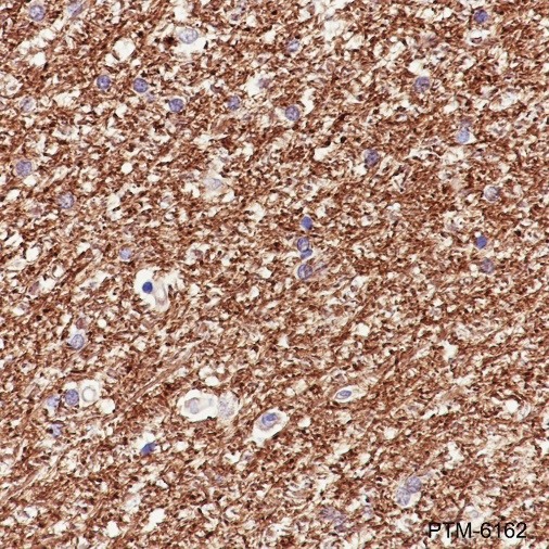 Anti-MAG Rabbit mAb