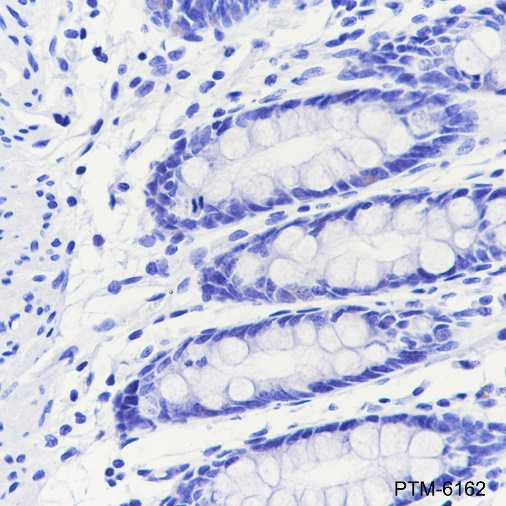 Anti-MAG Rabbit mAb