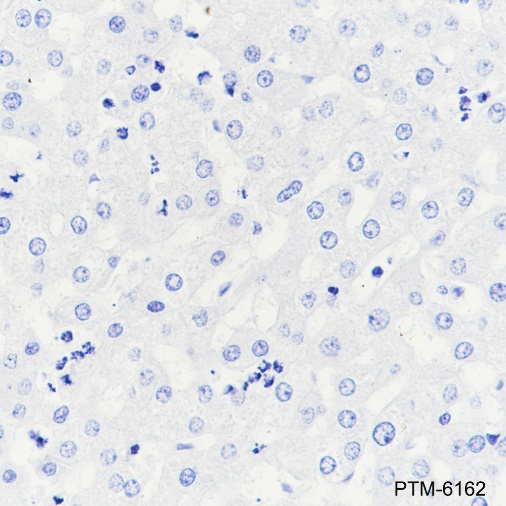 Anti-MAG Rabbit mAb