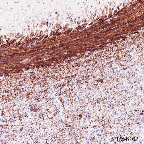 Anti-MAG Rabbit mAb