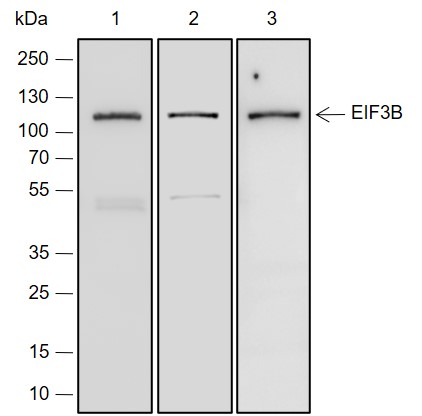 Anti-eIF3B Rabbit mAb