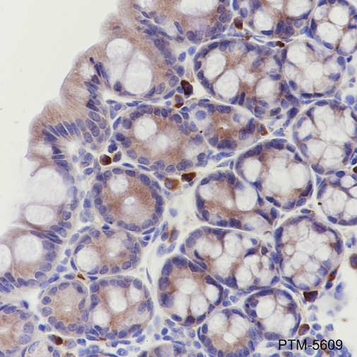 Anti-eIF3B Rabbit mAb
