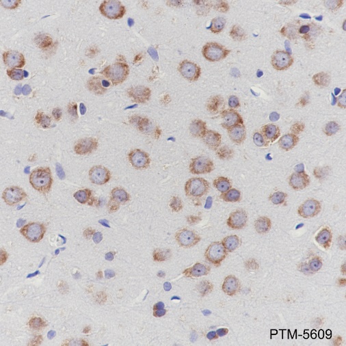 Anti-eIF3B Rabbit mAb