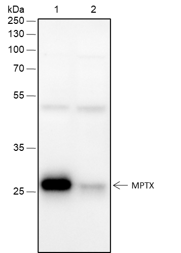 Anti-MPTX Rabbit mAb