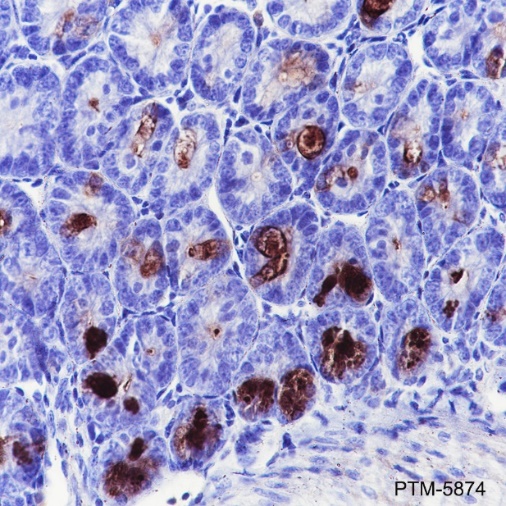 Anti-MPTX Rabbit mAb