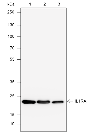 Anti-IL-1RA Rabbit mAb