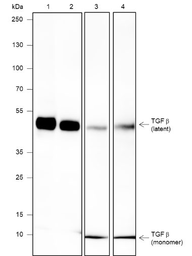 Anti-TGF beta 1 Rabbit mAb
