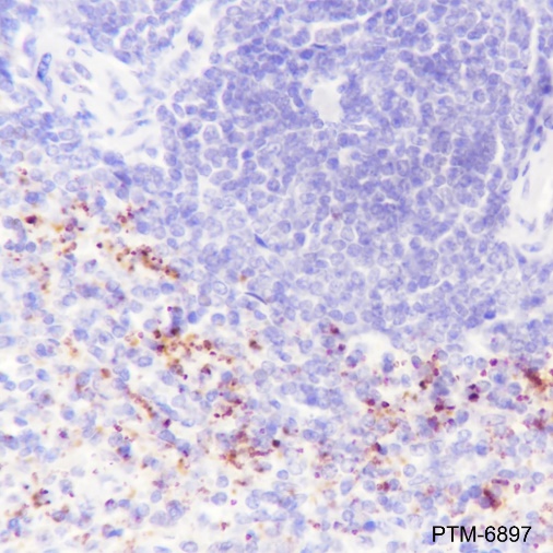 Anti-TGF beta 1 Rabbit mAb