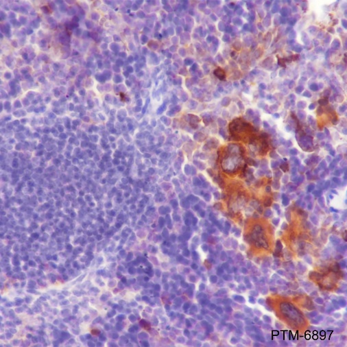 Anti-TGF beta 1 Rabbit mAb