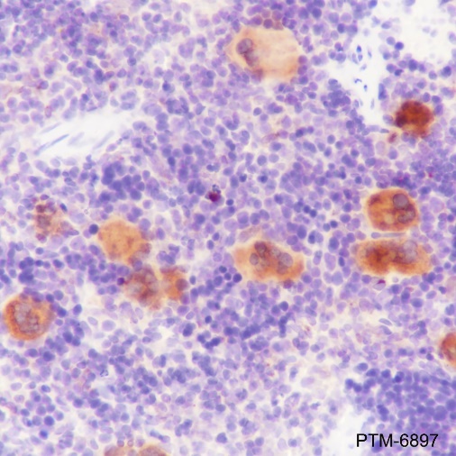 Anti-TGF beta 1 Rabbit mAb