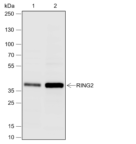 Anti-RING1B Rabbit pAb