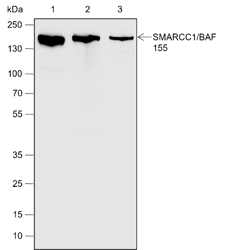 Anti-SMARCC1/BAF155 Rabbit pAb