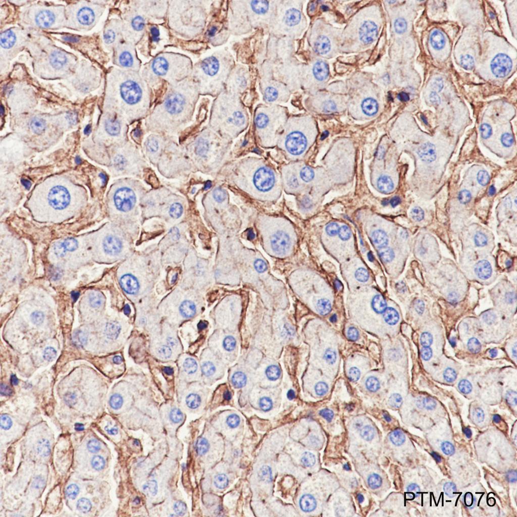 Anti-CD81 Rabbit pAb