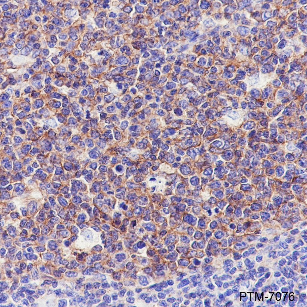 Anti-CD81 Rabbit pAb