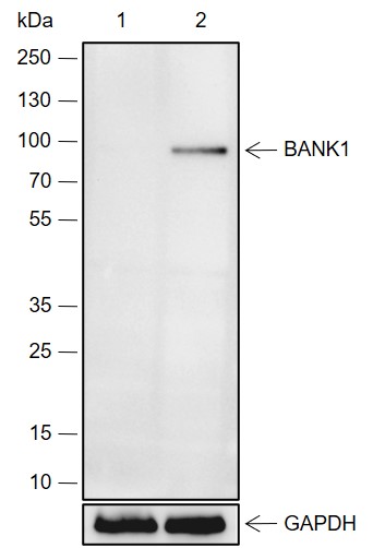 Anti-BANK1 Rabbit mAb