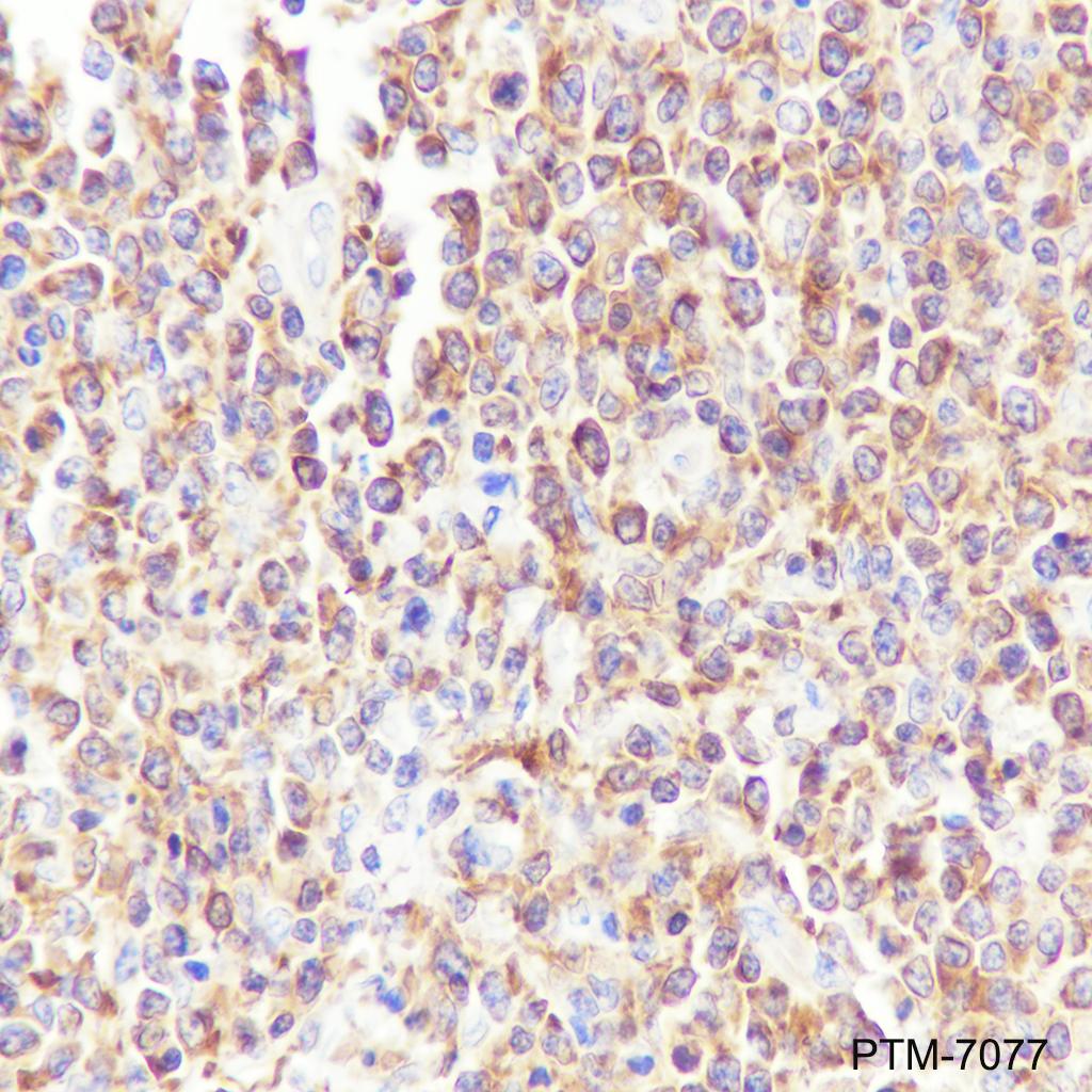 Anti-BANK1 Rabbit mAb