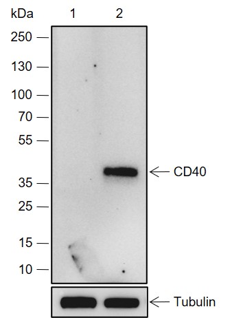 Anti-CD40 Rabbit mAb