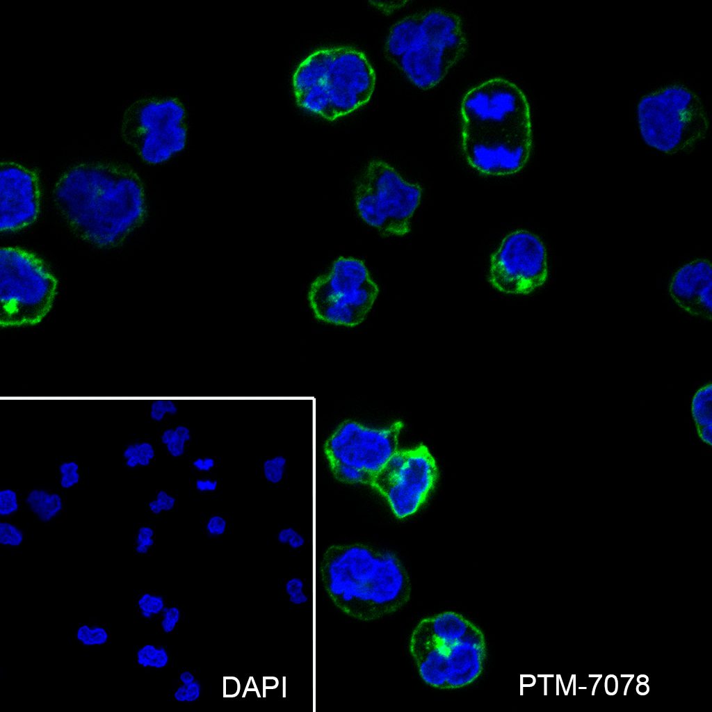 Anti-CD40 Rabbit mAb