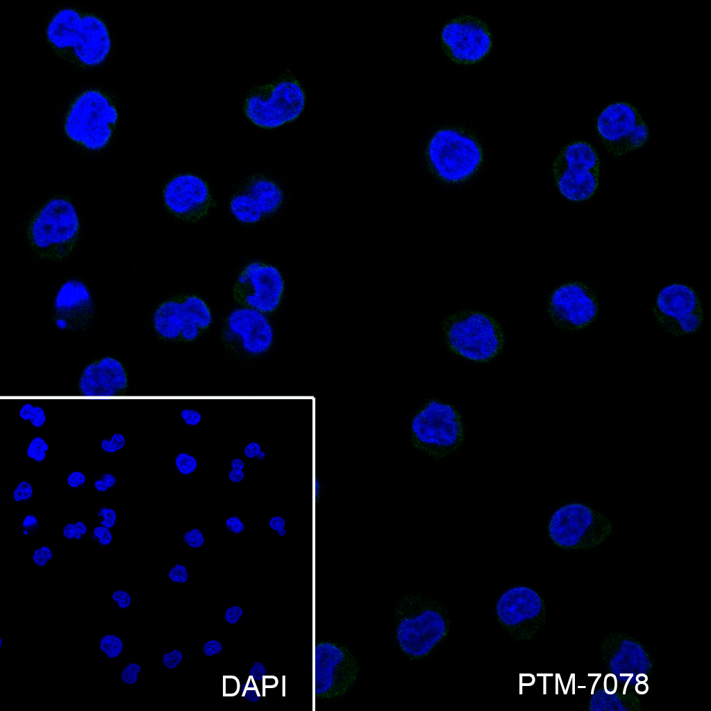 Anti-CD40 Rabbit mAb