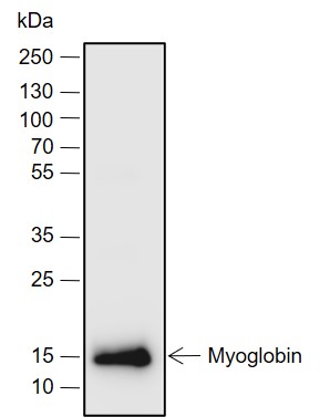 Anti-Myoglobin Rabbit mAb