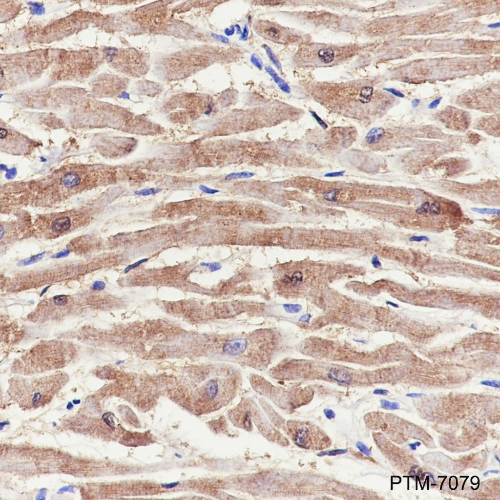 Anti-Myoglobin Rabbit mAb