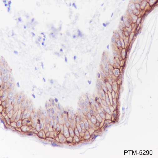 Anti-LYPD3 Rabbit mAb