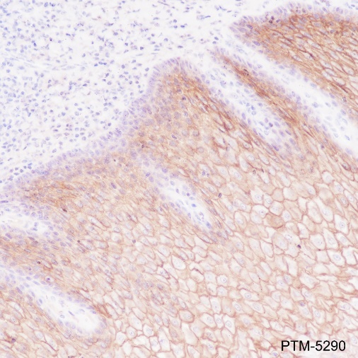 Anti-LYPD3 Rabbit mAb