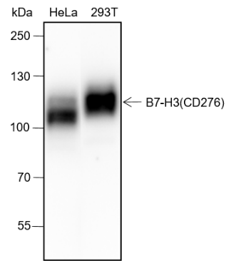 Anti-B7-H3/CD276 Rabbit mAb