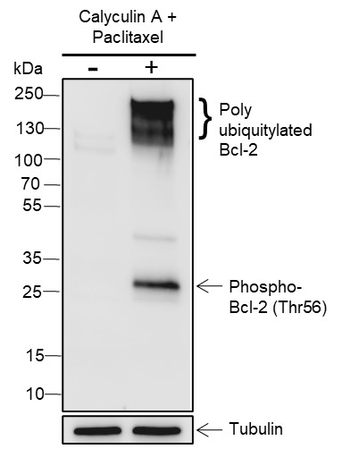 Anti-Phospho-Bcl-2 (Thr56) Rabbit pAb
