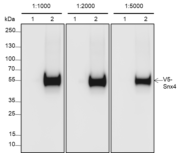 Anti-V5 Tag Mouse mAb
