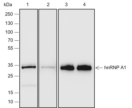 Anti-hnRNP A1 Rabbit pAb