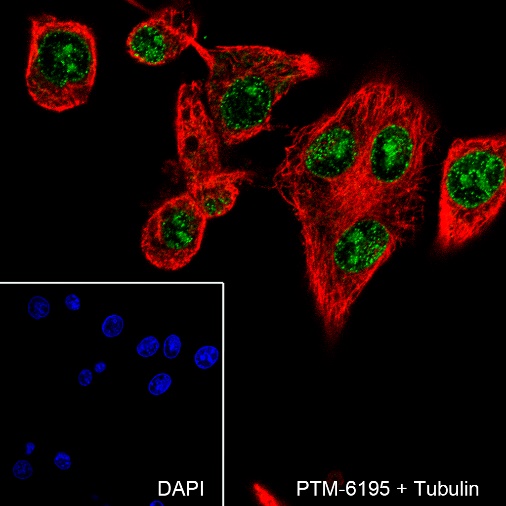 Anti-Ataxin-3 Rabbit mAb