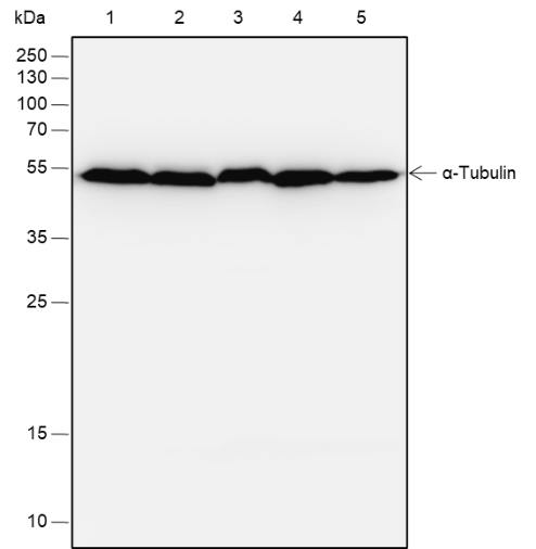 Anti-alpha Tubulin Mouse mAb