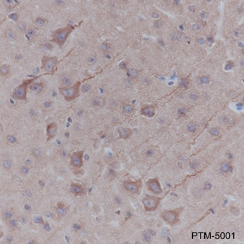 Anti-alpha Tubulin Mouse mAb