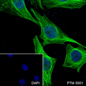 Anti-alpha Tubulin Mouse mAb