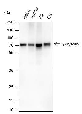 Anti-LysRS Rabbit mAb