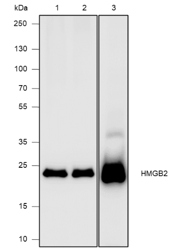 Anti-HMGB2 Rabbit mAb