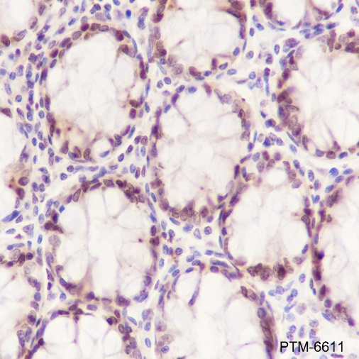 Anti-HMGB2 Rabbit mAb