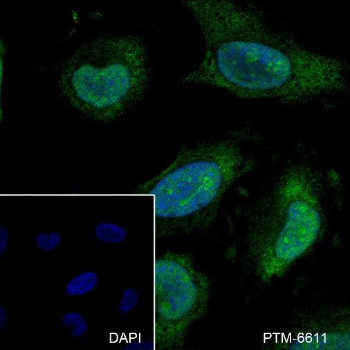 Anti-HMGB2 Rabbit mAb