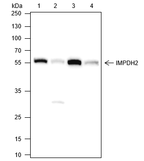 Anti-IMPDH2 Rabbit mAb