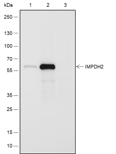 Anti-IMPDH2 Rabbit mAb