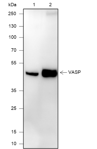 Anti-VASP Rabbit mAb