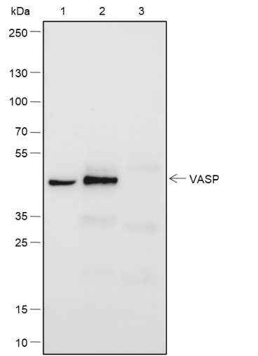 Anti-VASP Rabbit mAb