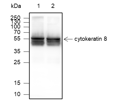 Anti-Keratin 8 Mouse mAb