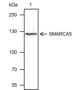 Anti-SMARCA5 Mouse mAb