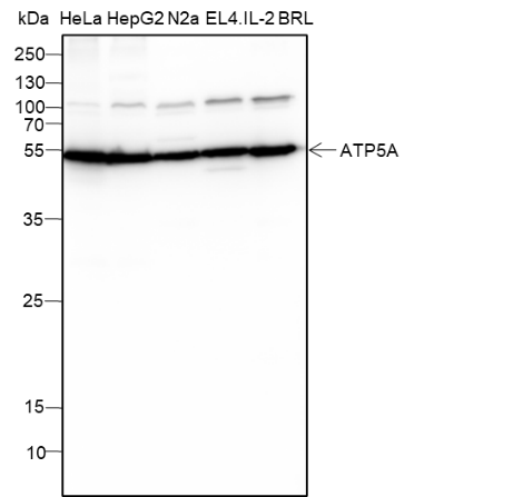 Anti-ATP5A1 Mouse mAb